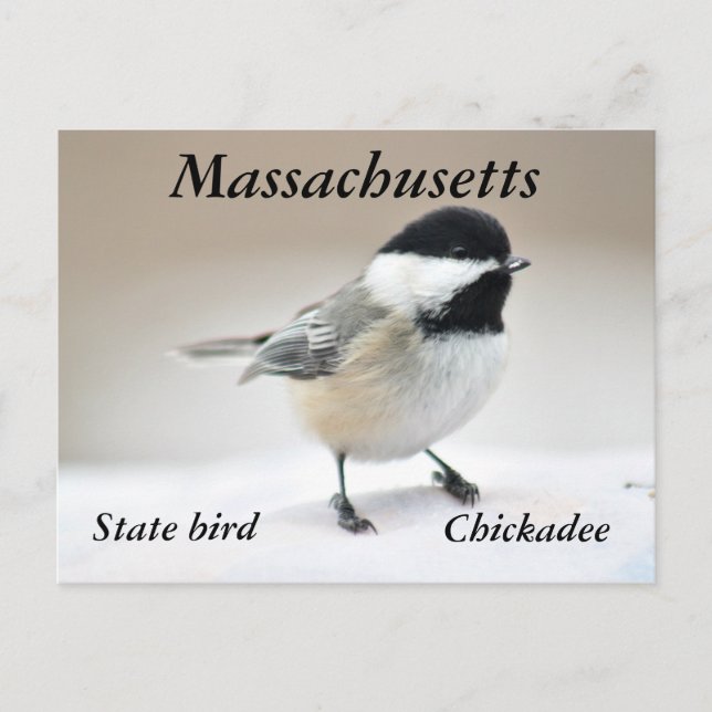 Chickadee Postcard (Front)