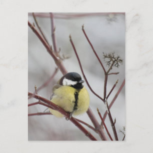 Chickadee Postcard