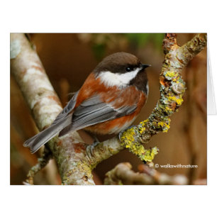 Chickadee Songbird, mignonne à dos de châtaignier