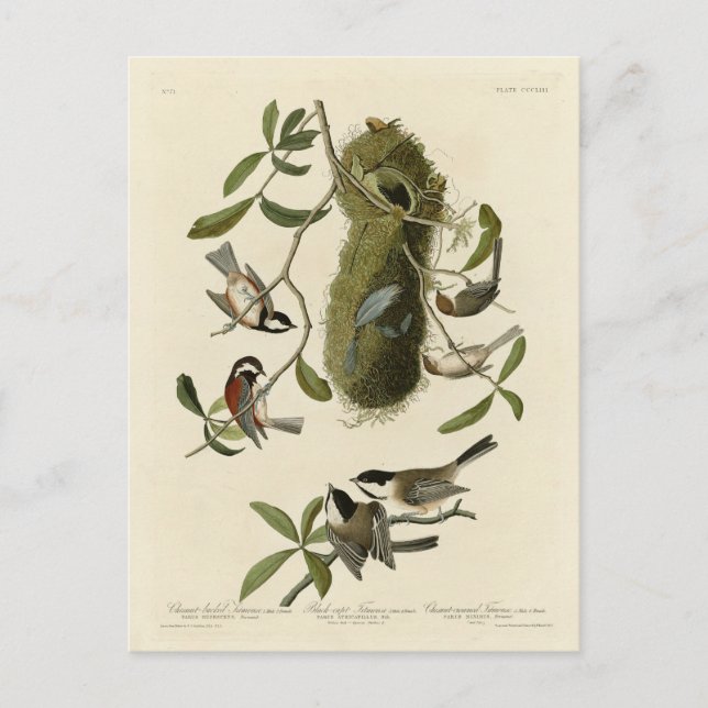 Chickadees and Bushtit, Audubon's Birds of America Postcard (Front)