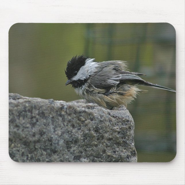 Chickdee taking bath mouse pad (Front)