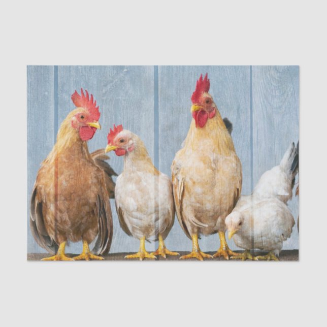 Chicken and Hens Tissue Paper (Front)