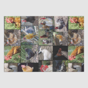 Chicken,And Rooster Photo Collage, Tissue Paper