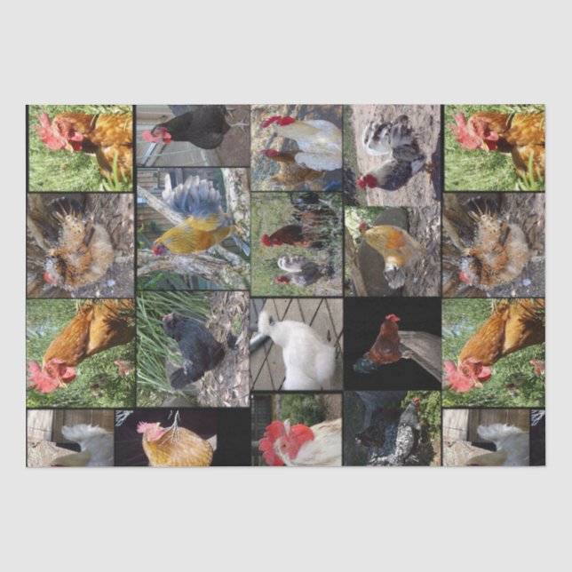 Chicken,And Rooster Photo Collage, Tissue Paper (Front)