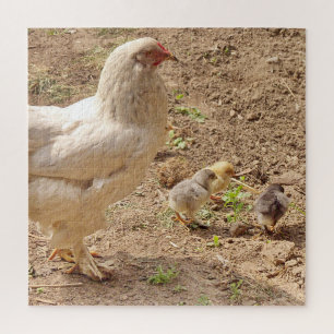 chicken, animal, chick, bird, farm, cute, puzzle, jigsaw puzzle