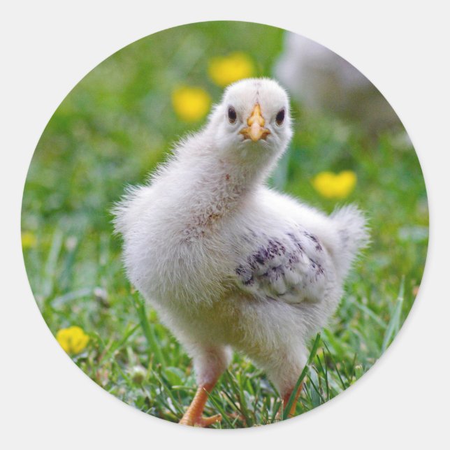 Chicken Baby Chick Photo Classic Round Sticker (Front)