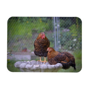 Chicken Birdbath Magnet