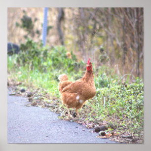 Chicken by the Road Poster