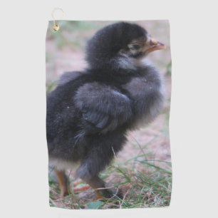 chicken, chicks, chickens, chick, animal, bird, golf towel