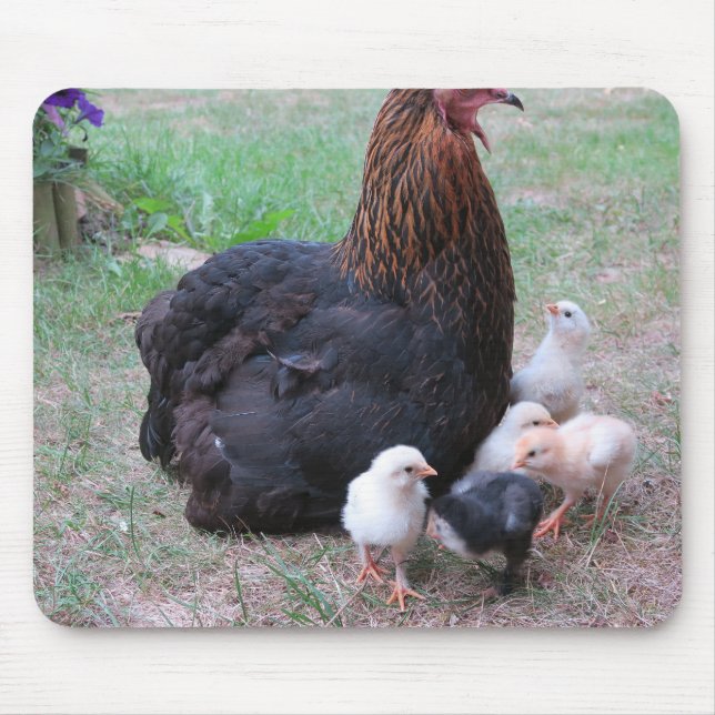 chicken, chicks, chickens, chick, animal, bird, mouse pad (Front)