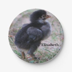 chicken, chicks, chickens, chick, animal, bird,  paper plate