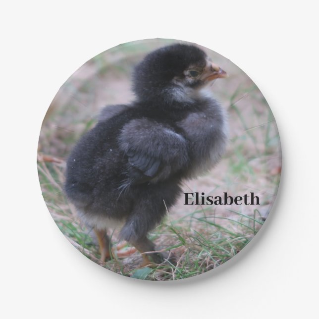 chicken, chicks, chickens, chick, animal, bird,  paper plate (Front)