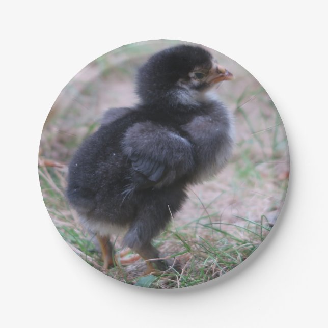 chicken, chicks, chickens, chick, animal, bird, paper plate (Front)