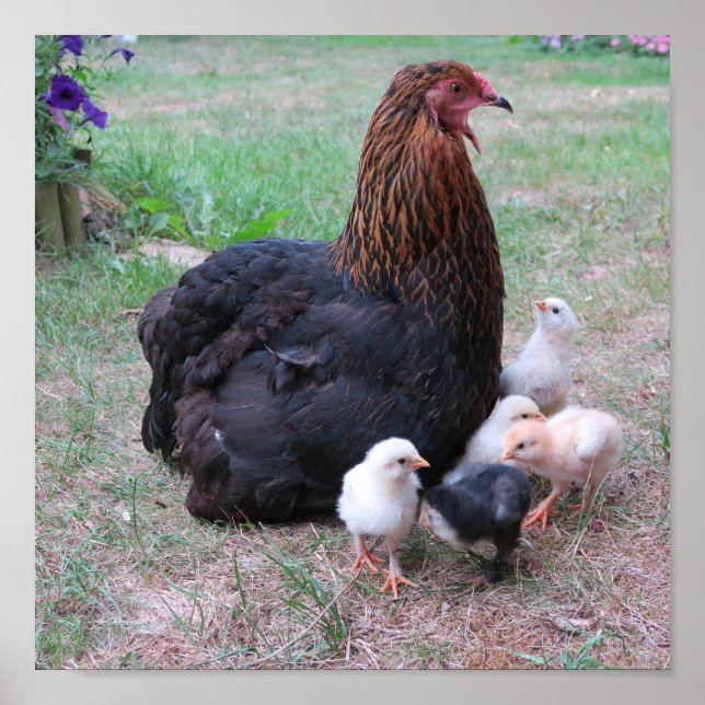 chicken, chicks, chickens, chick, animal, bird, poster (Front)