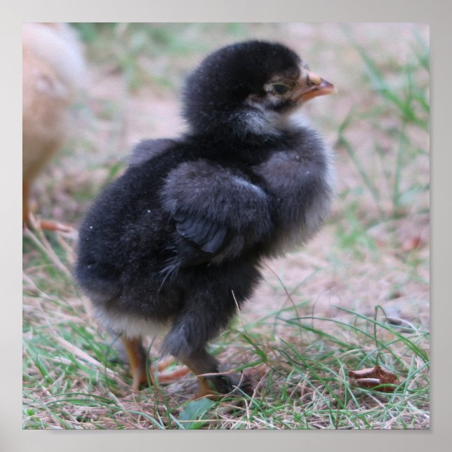 chicken, chicks, chickens, chick, animal, bird, poster (Front)