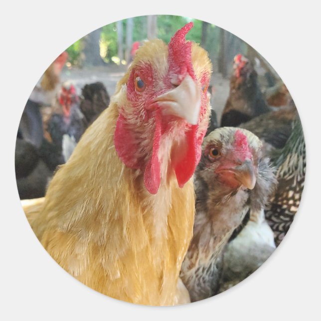 Chicken Classic Round Sticker (Front)