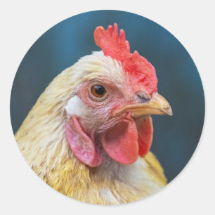 Chicken Close-Up Classic Round Sticker