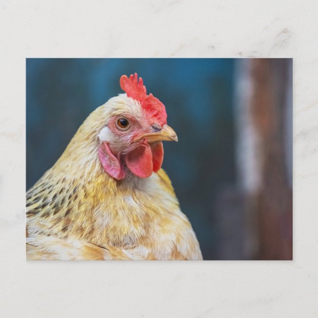 Chicken close-Up Postcard (Front)