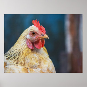 Chicken Close-Up Poster