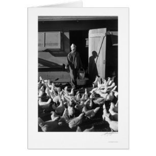 Chicken Farm Mori Nakashima 1943