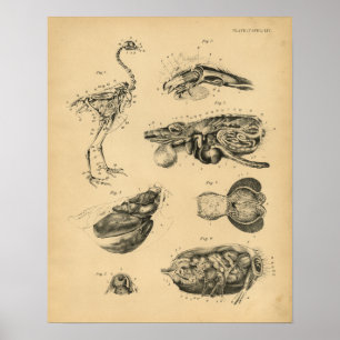Chicken Hen Skeleton Anatomy 1908 Impression Vinta