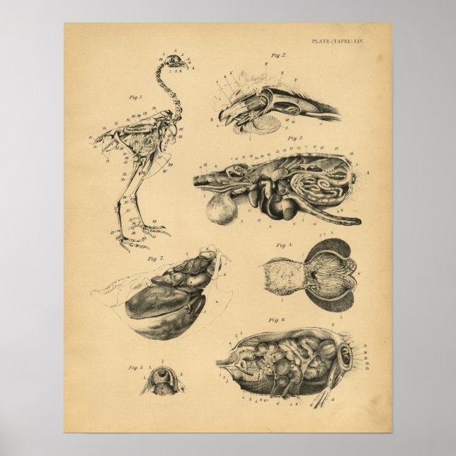 Chicken Hen Skeleton Anatomy 1908 Impression Vinta (Devant)