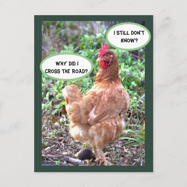 Chicken Humour Postcard (Front)