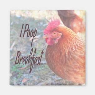 Chicken I poop Breakfast Funny Humor Magnet