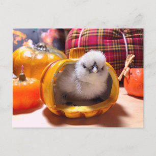 Chicken in a pumpkin holiday postcard