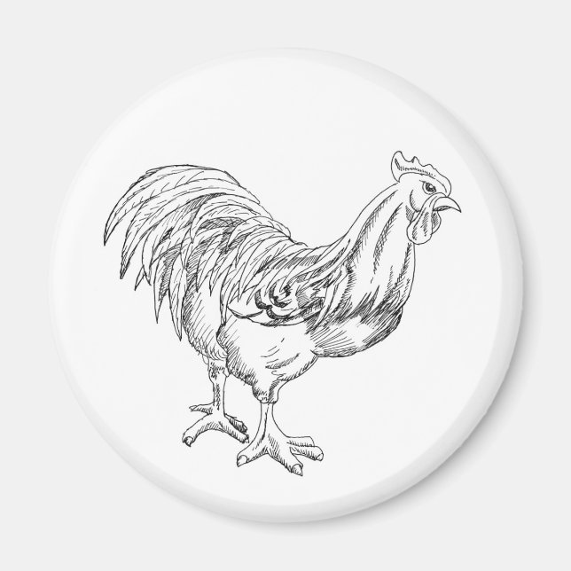 Chicken in Pen & Ink Magnet (Front)