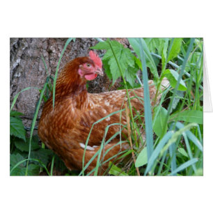 Chicken in the Grass