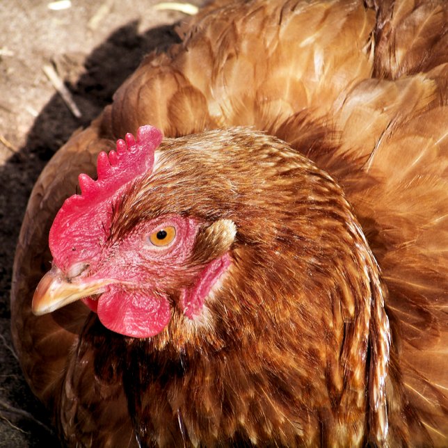 CHICKEN  JIGSAW PUZZLE (Creator Uploaded)