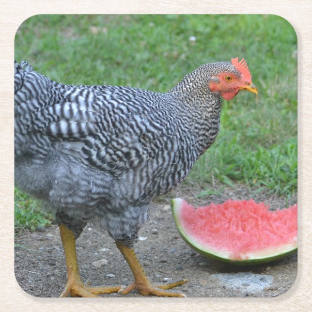 Chicken Loves Watermelon Coaster (Front)