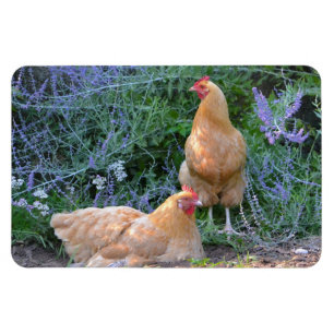 Chicken Magnet
