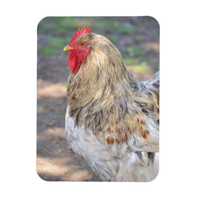 Chicken Magnet (Vertical)