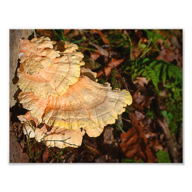 Chicken Of The Woods Mushroom Photo Print (Front)