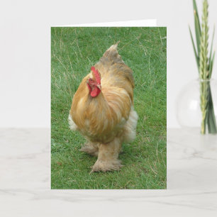 Chicken on the prowl card