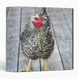 Chicken on wood deck, Silver Laced Wyandotte Binder