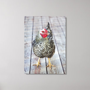 Chicken on wood deck, Silver Laced Wyandotte Canvas Print