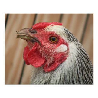 chicken photo print
