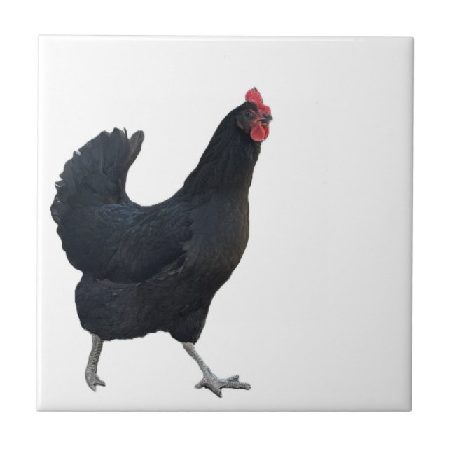 Chicken Photo Tile  (Front)