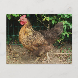Chicken Postcard