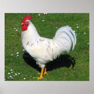 Chicken Poster