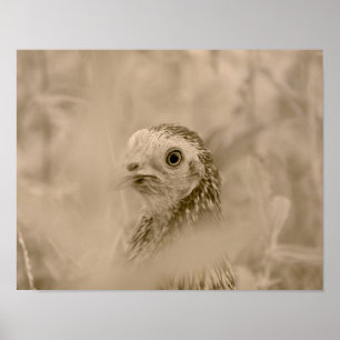 Chicken Poster