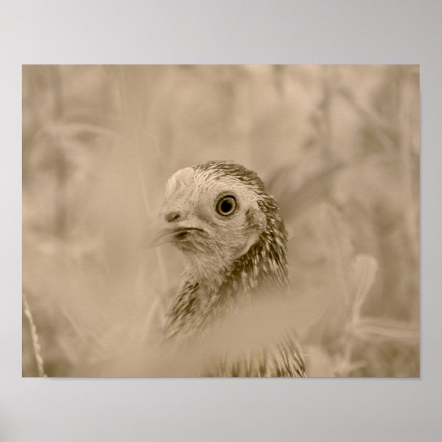 Chicken Poster (Front)