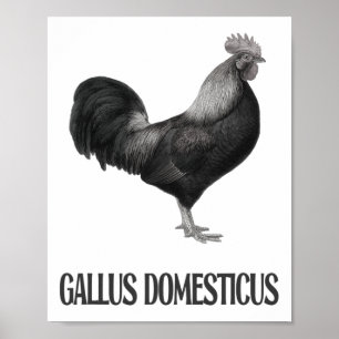 Chicken Poultry Design _1 Poster