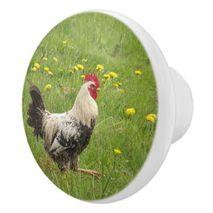 chicken, rooster, animal, bird, farm, agriculture, ceramic knob
