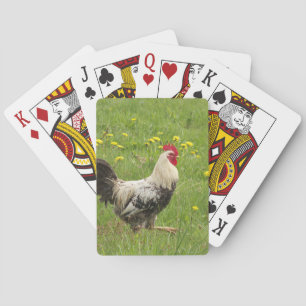 chicken, rooster, animal, bird, farm, agriculture, playing cards