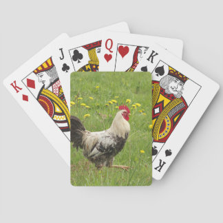 chicken, rooster, animal, bird, farm, agriculture, playing cards