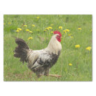 chicken, rooster, animal, bird, farm, agriculture,